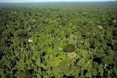 Un énorme réseau d’exportation illégale de bois démantelé en Amazonie