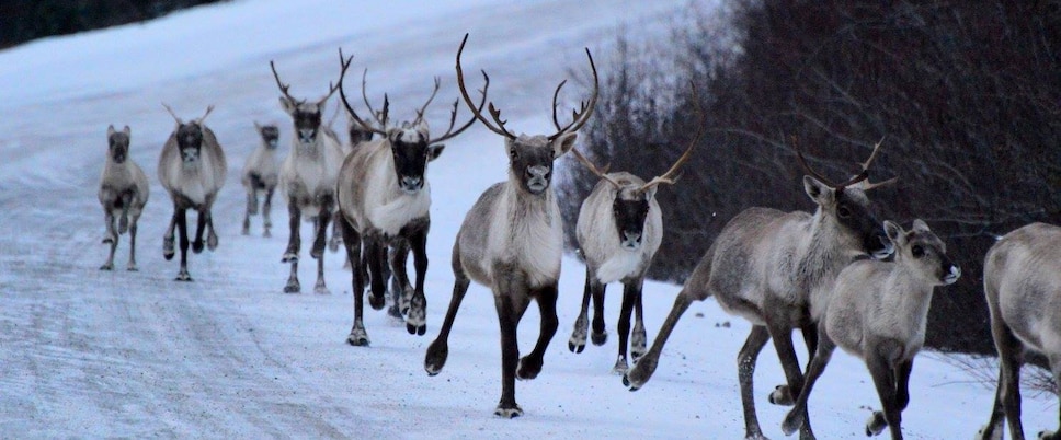 Fin de la chasse au Caribou migrateur Nord du Québec 62980a83-5093-4fe2-8c10-2f51d31f2e98_JDX-NO-RATIO_WEB
