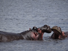 Les hippopotames défèquent tellement que des poissons en meurent