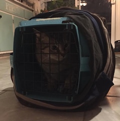 Un chaton abandonné dans une cage à -20 degré Celsius obtient une seconde chance grâce aux résidents de St-Henri