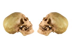 Deux crânes humains découverts pendant des travaux