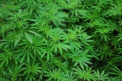 Le PQ permettrait la consommation du cannabis à 18 ans